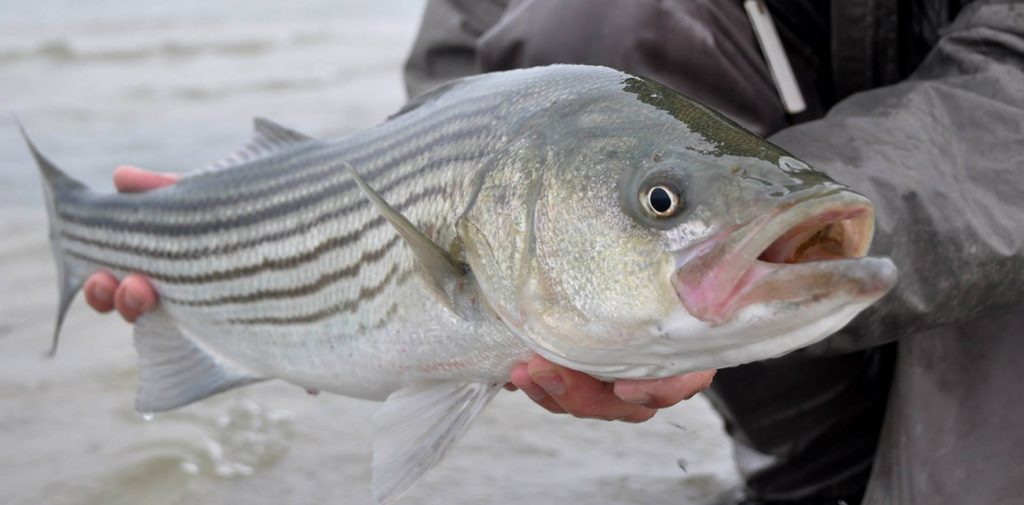 BETWEEN THE LINES TRAILER  Fly Fishing for HUGE Striped Bass 