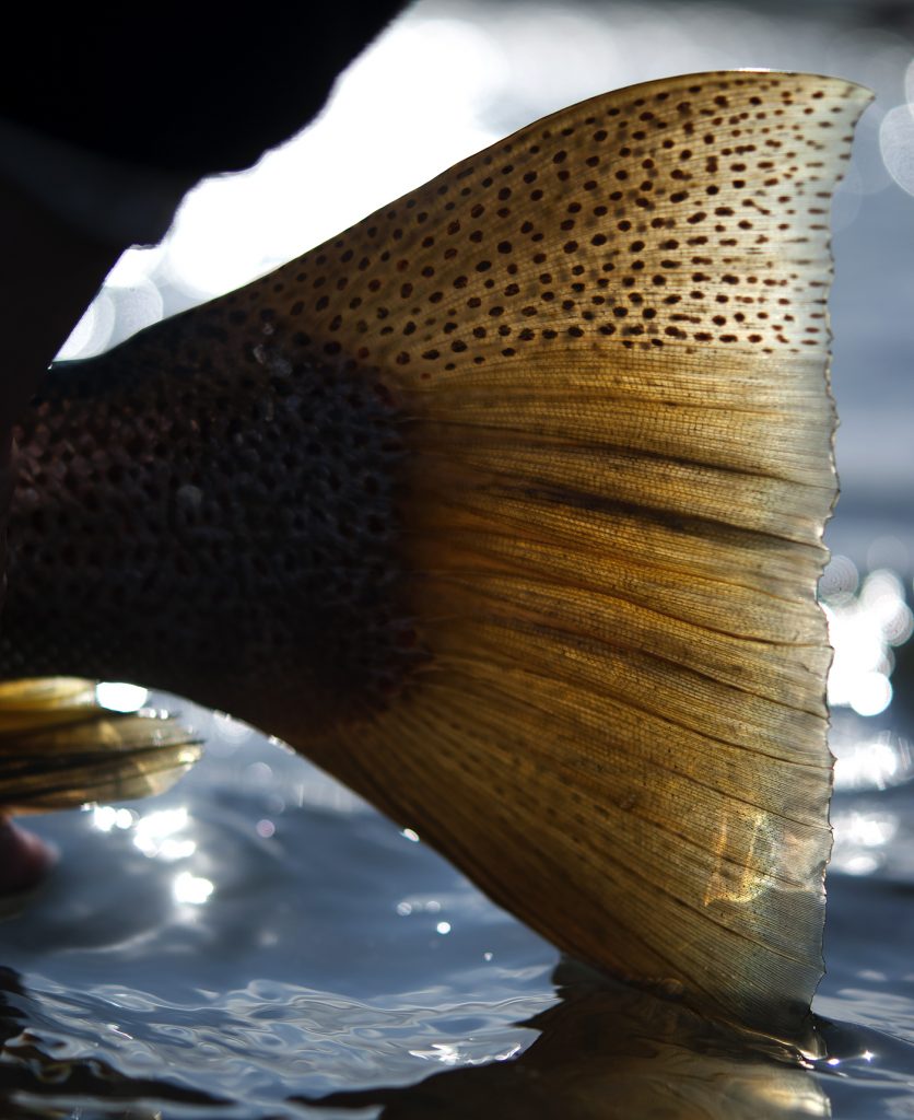 Brown Dungeon Streamer - Single Hook, BARBED