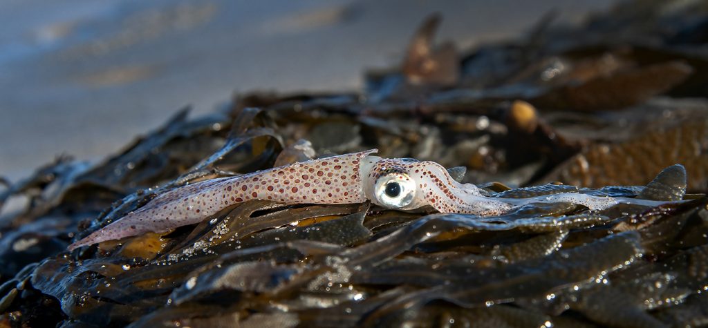 Squid photo by John Rasmussen-02