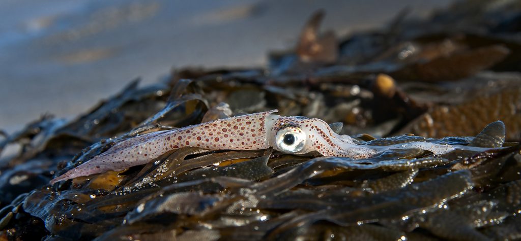 Calamari Time along The Northeast Coast - Ahrex Hooks