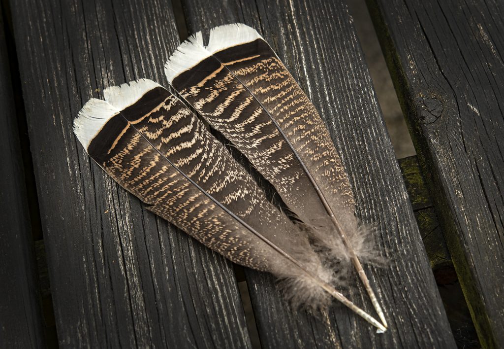 Turkey Feather