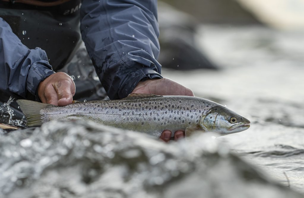 Martin Votborg – Danish pro tier… with a love for river seatrout - Ahrex  Hooks