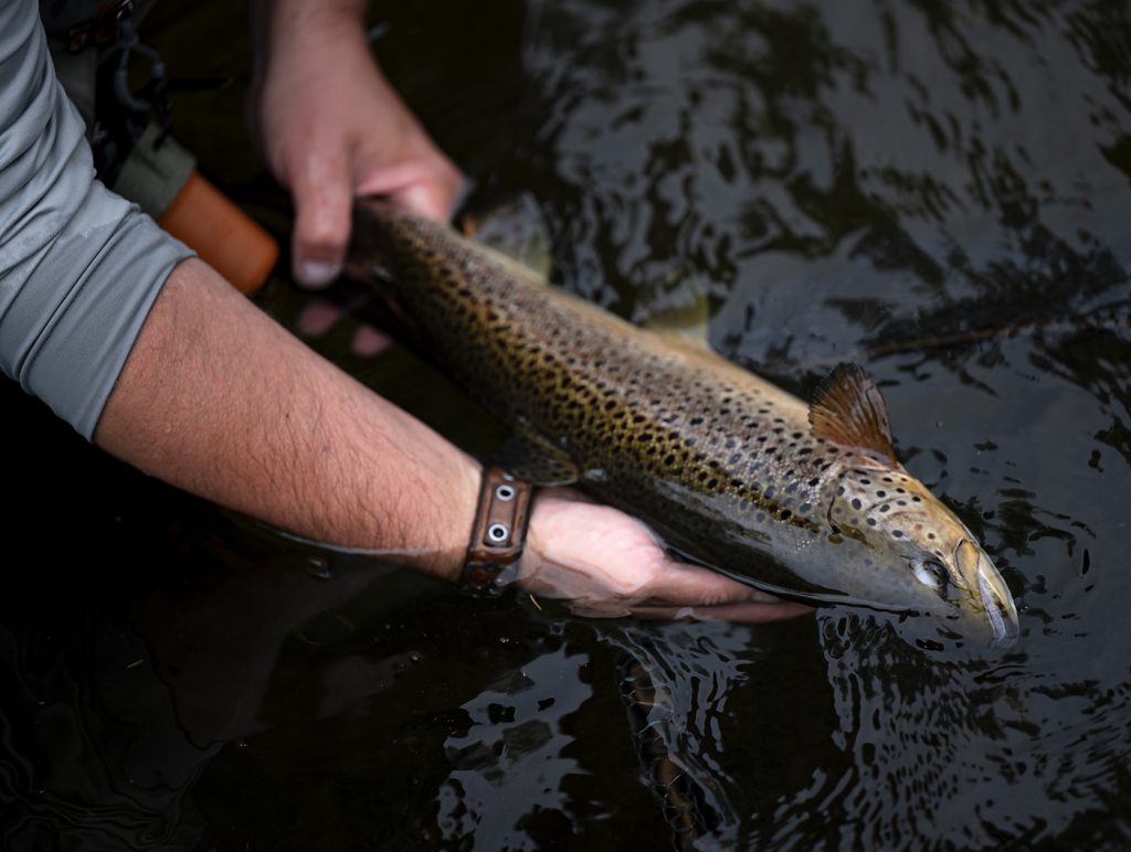 Håkan Karsnäser - Ahrex Hooks