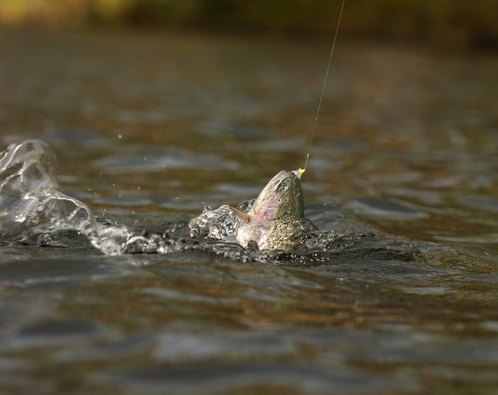 Ahrex TP610 Trout Predator – The Northern Angler Fly Shop