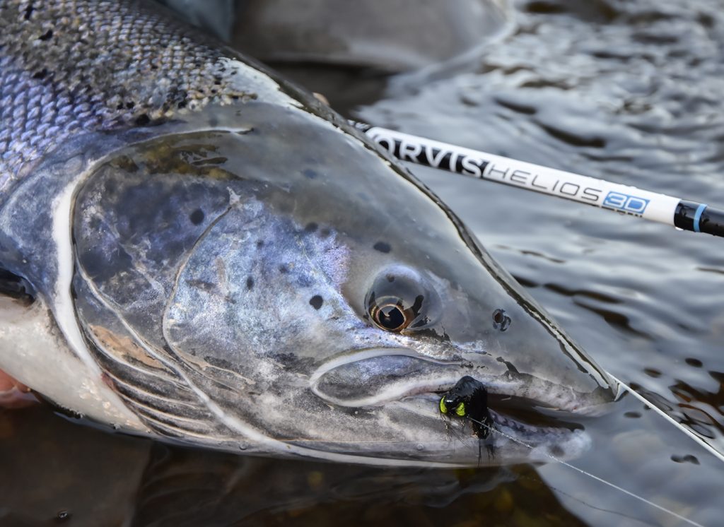 Høtyven shrimp fly for autumn sea trout fishing