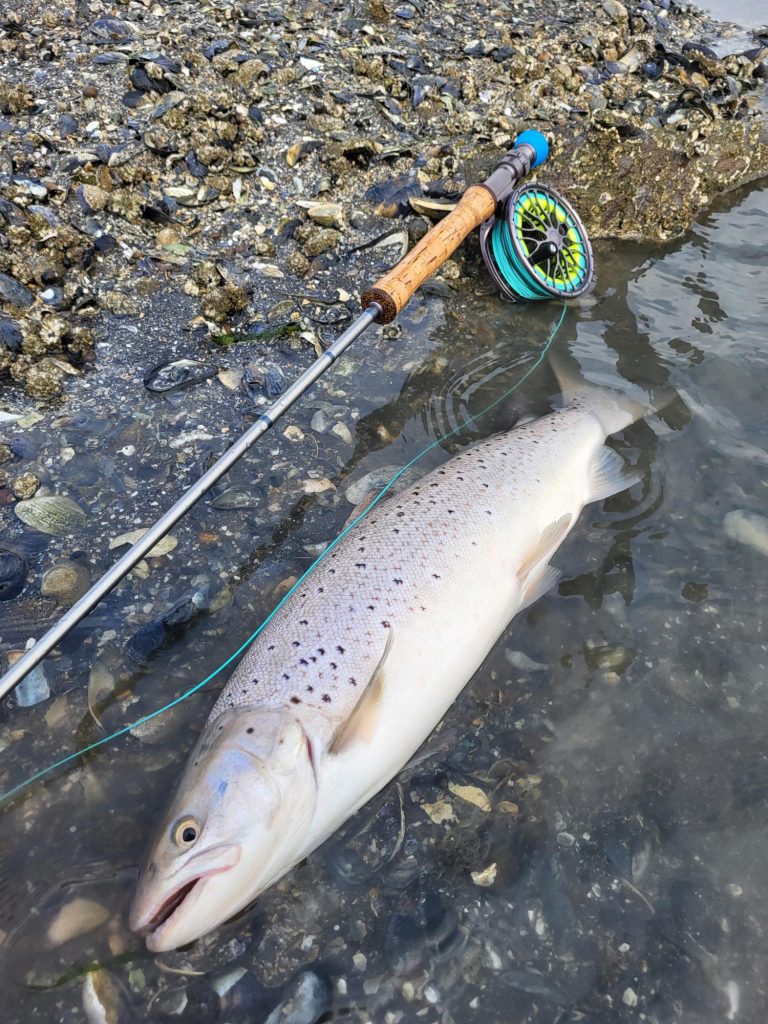 Sea Trout Fishing on Fyn - Seatrout Fyn