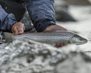 Outside the Box, Denmark